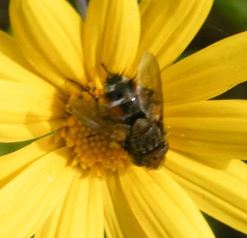 Réf. 316 486 : Gonia sp.